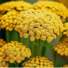 500 Gold Yarrow Seeds | Heirloom / Non-GMO