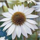 50 White Swan Coneflower Seeds | Heirloom