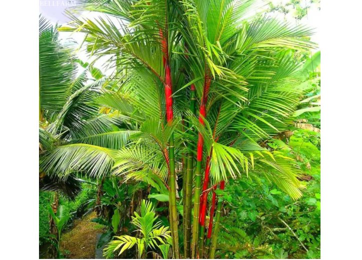 Lipstick Palm Cyrtostachys Renda Tree, 10 seeds, red sealing wax palm