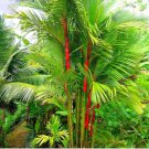 Lipstick Palm Cyrtostachys Renda Tree, 10 seeds, red sealing wax palm