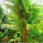 Lipstick Palm Cyrtostachys Renda Tree, 10 seeds, red sealing wax palm