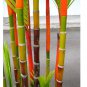 Lipstick Palm Cyrtostachys Renda Tree, 10 seeds, red sealing wax palm