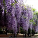Purple Wisteria Fragrant Flower, 100 Seeds / Pack, Great Woody Climbing Garden Plants