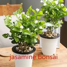 White jasmine seeds, Arabian jasmine aromatic plant good smell chinese flower  10pcs
