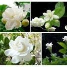 jasmine seeds indoor plants perennial flower seeds 20PCS/bag