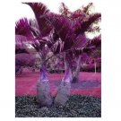 Japan Bottle Palm Tree 10 Seeds