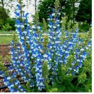Azure Snow Salvia 50 Seeds Flower Seed Perennial Flowers Hummingbird