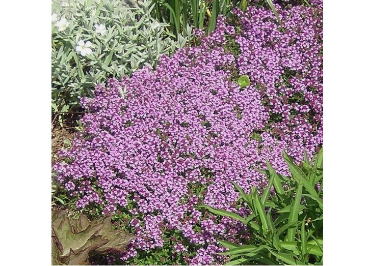 Dwarf Creeping Thyme Seeds, Thymus Serpyllum, Ground Cover 3500 Seeds or 1/2 Gram