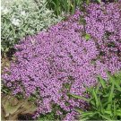 Dwarf Creeping Thyme Seeds, Thymus Serpyllum, Ground Cover 3500 Seeds or 1/2 Gram
