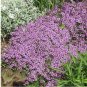 Dwarf Creeping Thyme Seeds, Thymus Serpyllum, Ground Cover 3500 Seeds or 1/2 Gram
