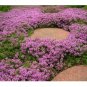 Dwarf Creeping Thyme Seeds, Thymus Serpyllum, Ground Cover 3500 Seeds or 1/2 Gram