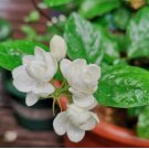 Jasmine Fragrant flower seeds 10 seeds potted