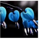 Blue Bleeding Heart 25 Seeds Flowers Perennial Flower Seed