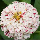 100+ PEPPERMINT STICK ZINNIA FLOWER SEEDS ANNUAL GARDEN red WHITE