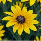 2000+  BLACK EYED SUSAN FLOWER SEEDS PERENNIAL bee BUTTERFLY garden