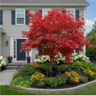 Japanese Maple 50 Seeds – Bright Red Leaves for Stunning Landscape Color
