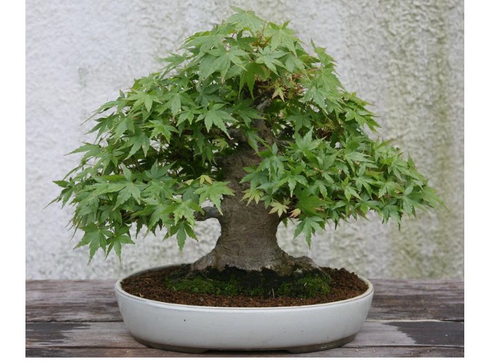 Japanese Maple Tree Seeds (Acer palmatum), 25 seeds