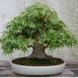 Japanese Maple Tree Seeds (Acer palmatum), 25 seeds