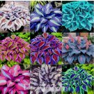 200+ HOSTA SEEDS – PERENNIAL OUTDOOR SHADE GARDEN PLANTING SEEDS – ORNAMENTAL