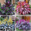 160+ HOSTA SEEDS – PERENNIAL OUTDOOR SHADE GARDEN PLANTING SEEDS – ORNAMENTAL