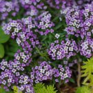 Alyssum VIOLET QUEEN Purple Groundcover Bees Fragrant Flowers Non-GMO 500 Seeds!