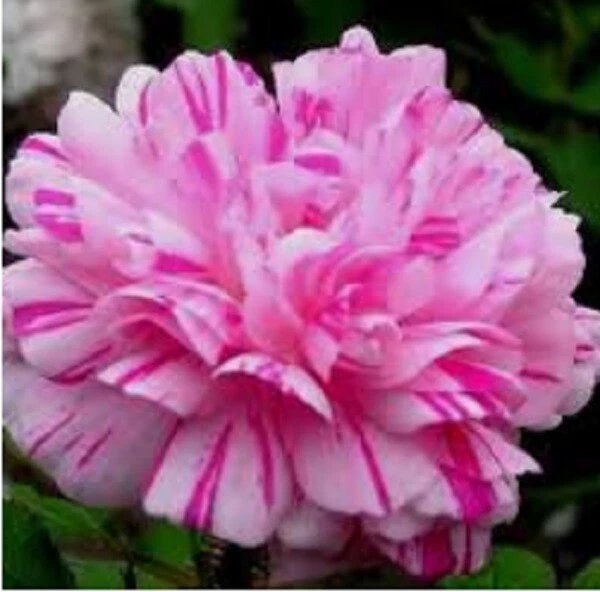 100 Double Light Pink White Moss Rose Seeds Perennial Flowers Seed USA SELLE