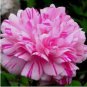 100 Double Light Pink White Moss Rose Seeds Perennial Flowers Seed USA SELLE