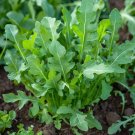 700 Arugula Seeds, Roquette, Heirloom, Non-GMO, Fast Growing
