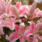 Pink Rare Lily Flower Seeds Planting Flower Lilium Perfume Garden. 50pcs