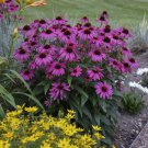 50 Bright Purple Coneflower Seeds Echinacea Flower Perennial Seed