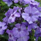 50 Beauty Blue Phlox Seeds | Non-GMO