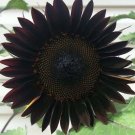 Black Beauty Sunflower 20 Seeds Plants Garden Planting Colorful Rare Bonsai org
