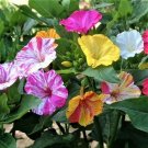 Four O’Clock BI-COLOR Annual or Heirloom Hummingbirds Non-GMO 25 Seeds