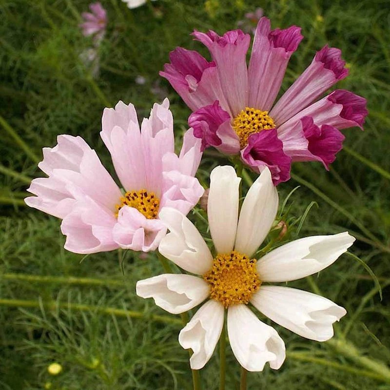 100 Seashells Cosmos Seeds | Non-GMO