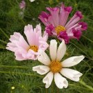 100 Seashells Cosmos Seeds | Non-GMO