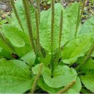 PLANTAIN SEEDS 300+ PLANTAGO MAJOR herb GARDEN perennial TEAS