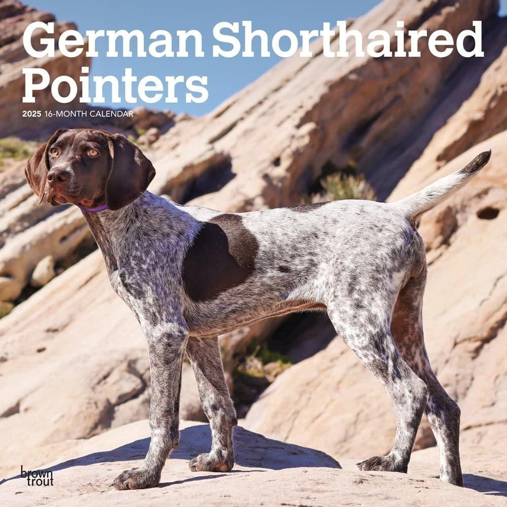 German Shorthaired Pointers 2025 Wall Calendar