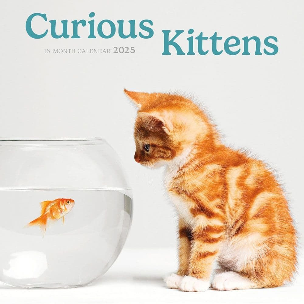 Curious Kittens 2025 Mini Wall Calendar