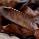 Dried Leaves