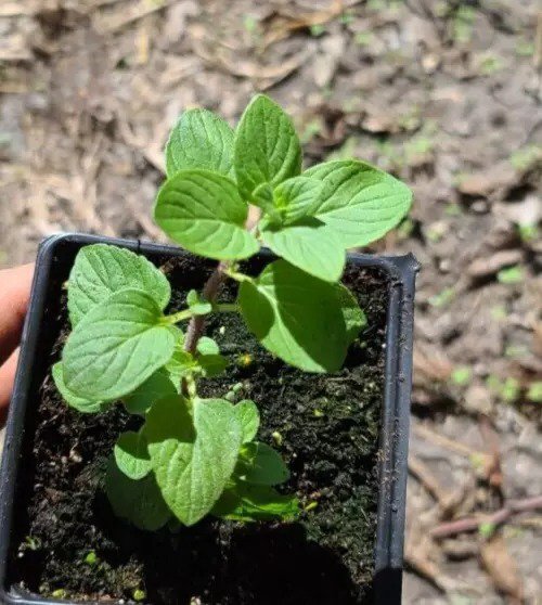 Hillary's Sweet Lemon mint small Live Plant Naturally Grown