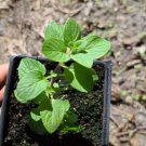 Hillary's Sweet Lemon mint small Live Plant Naturally Grown