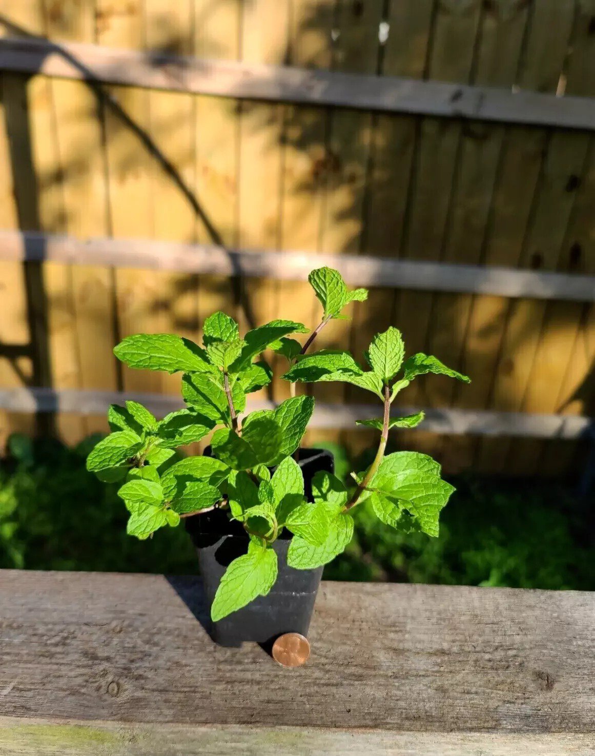 Mojito Mint Live Plant Organically Grown Heirloom USA Seller