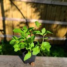 Mojito Mint Live Plant Organically Grown Heirloom USA Seller