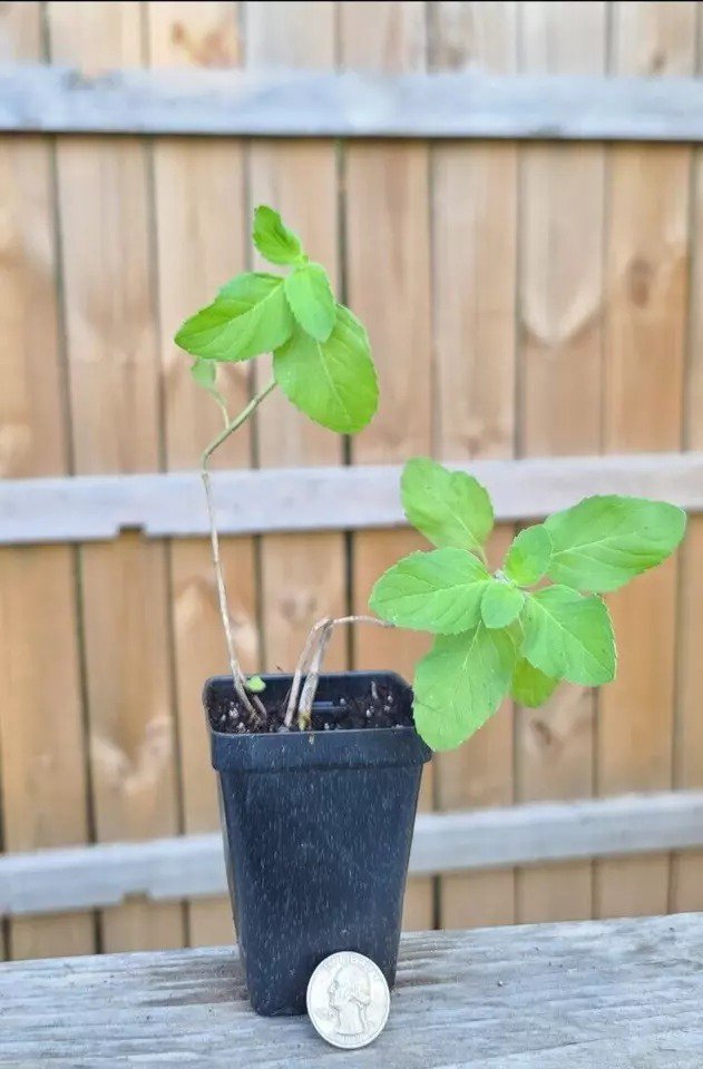 Japanese Field mint small Live Plant Naturally Grown Heirloom USA Seller