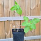 Japanese Field mint small Live Plant Naturally Grown Heirloom USA Seller