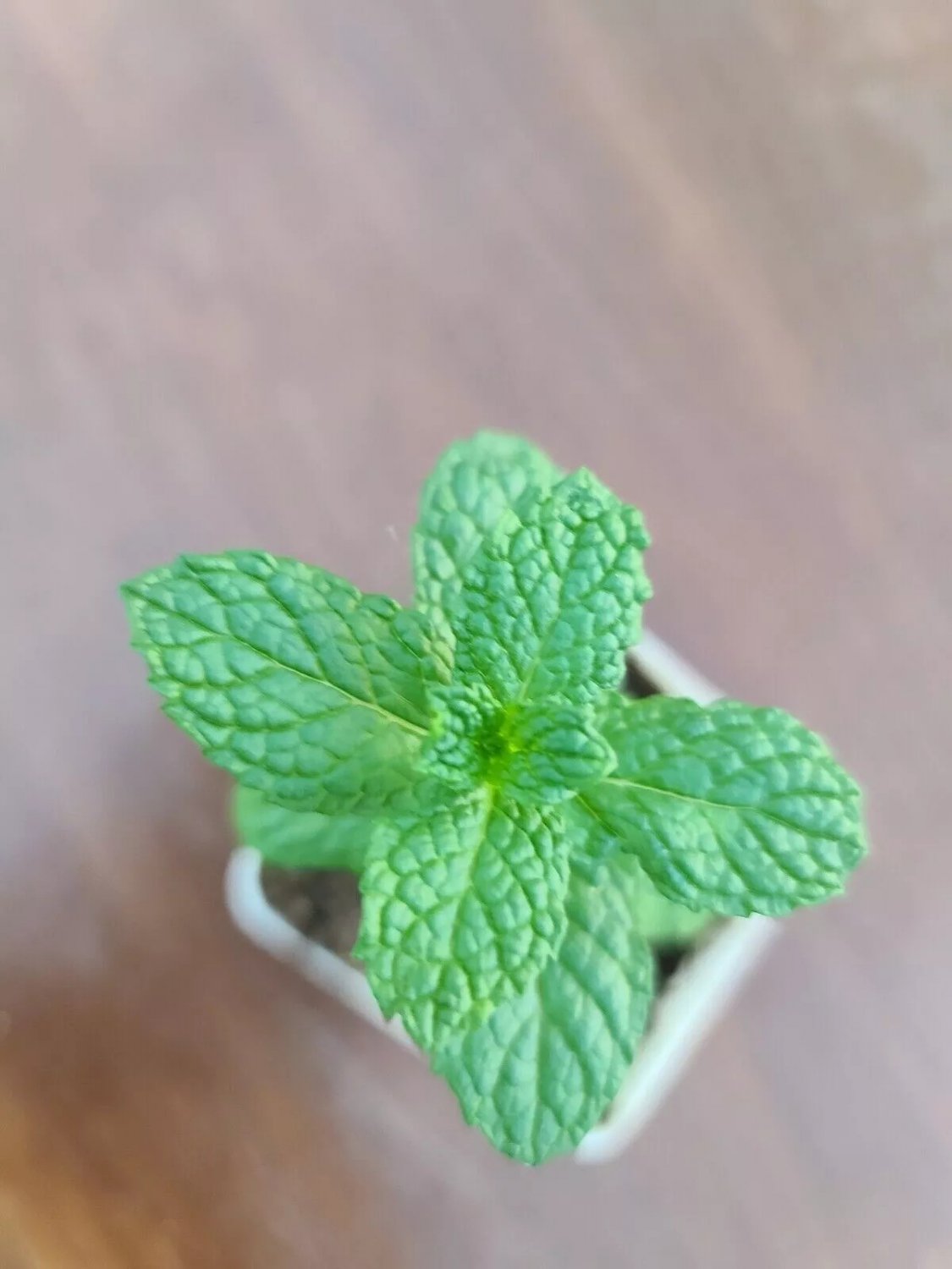 Kentucky Colonel Mint Small Plant Live Plant Heirloom USA Seller