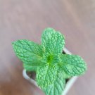 Kentucky Colonel Mint Small Plant Live Plant Heirloom USA Seller