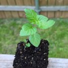 Margarita mint small Plant Live Plant Organically Grown Heirloom USA Seller