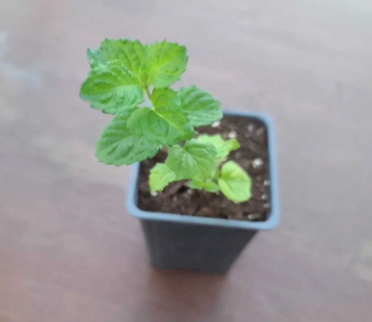 Curly Mint small Plant Live Plant Organically Heirloom USA Seller