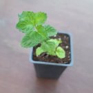Curly Mint small Plant Live Plant Organically Heirloom USA Seller